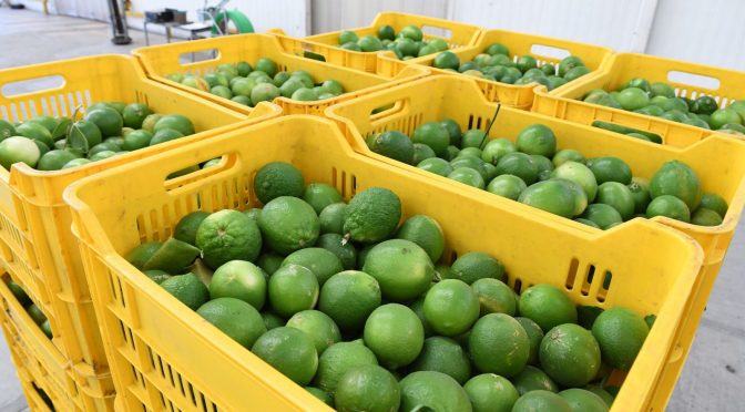 Corte y empacadoras de limón en Buenavista operan al 100%: Sedeco