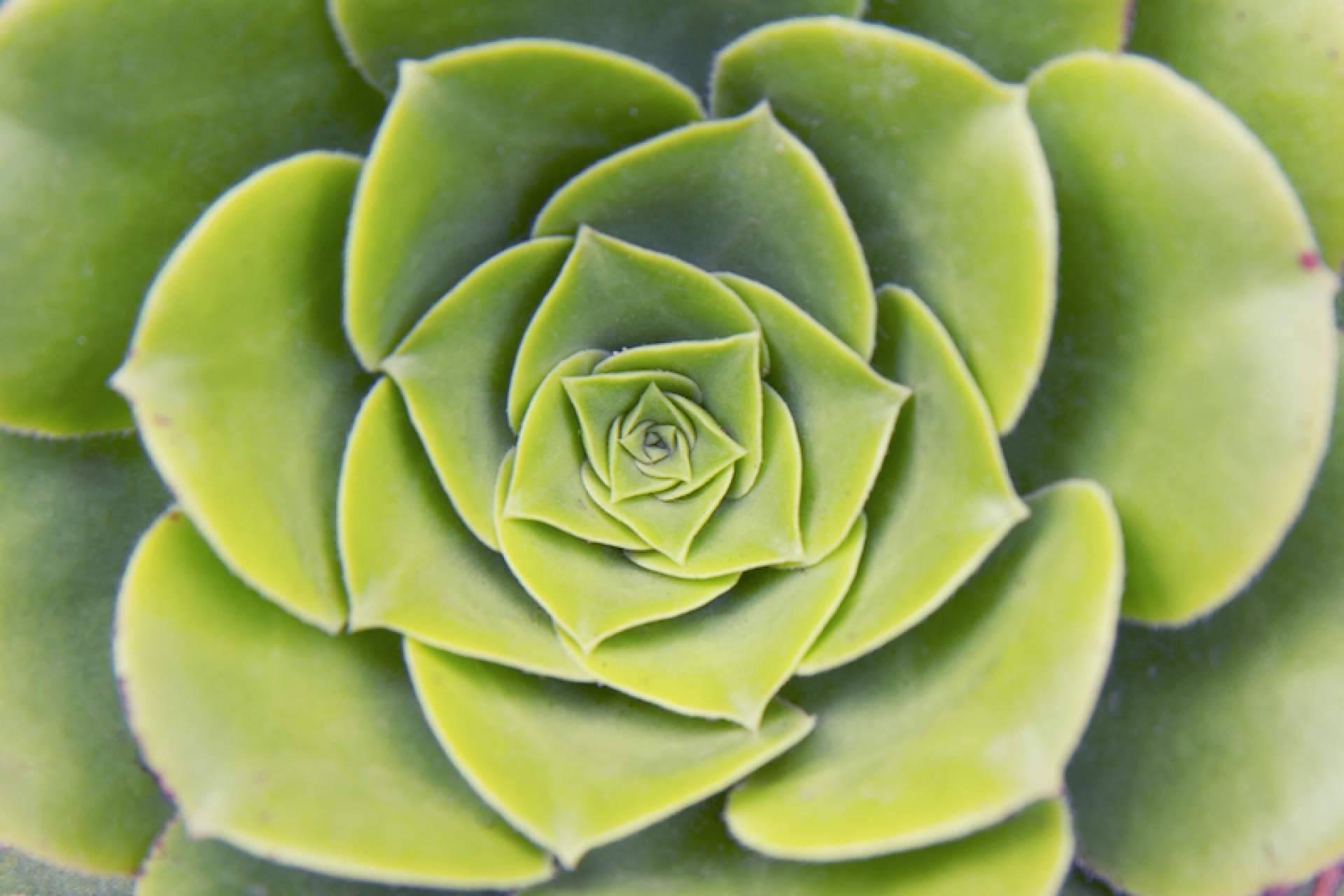 ¿Qué es la Geometría Sagrada?