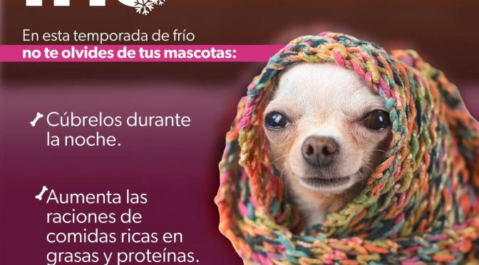 Emite Protección Civil recomendaciones para proteger a mascotas del frío