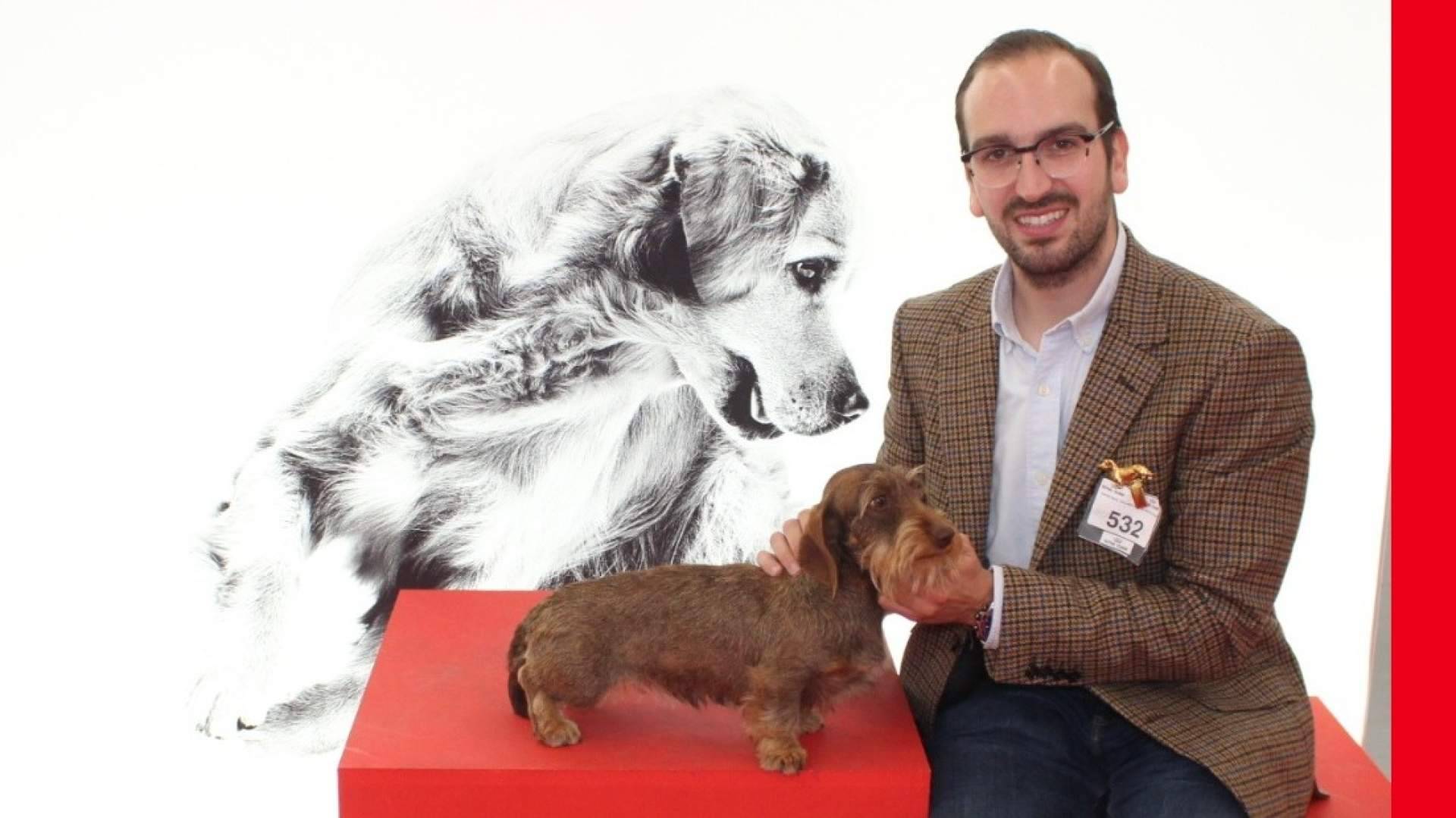 Cómo encontrar el cachorro de Teckel más adecuado para cada familia