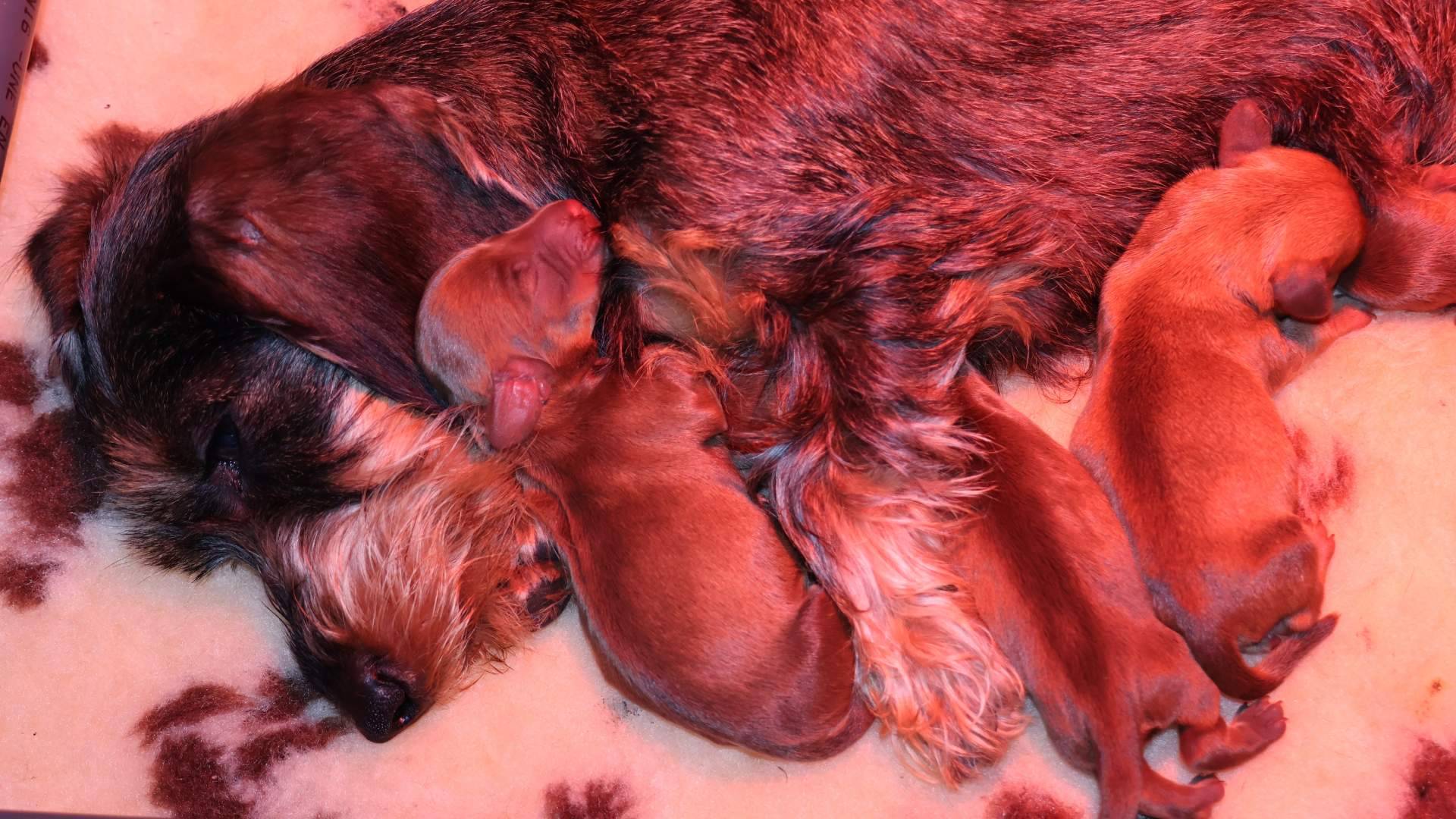 La cría ética fortalece el vínculo entre el criadero y las familias del Teckel Kaninchen de pelo duro